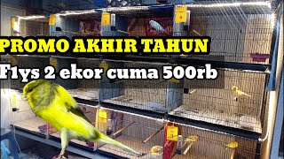 PROMO‼️ Paud F1ys Murah Mewah Boloo [upl. by Perle]