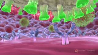 SwineFlu Influenza H1N1 Mechanism of Action MOA Animation [upl. by Eedyah]