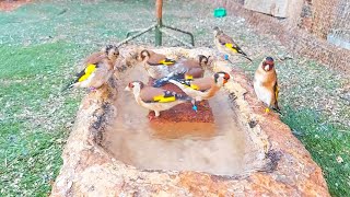 A more than wonderful scene of a goldfinch bathing [upl. by Joao139]