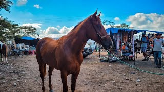 FEIRA DE CAVALO DE CARUARU PE CAVALO TOP POR 8 MIL REAIS TERÃ‡A FEIRA 141123 [upl. by Hillman]