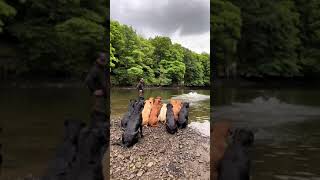 slingleygundogs Few retrieves with the pack … labradorretriever chocolatelab foxredla [upl. by Loseff]