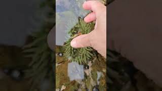 FEEDING A SEA ANEMONE tidepools [upl. by Elayor]