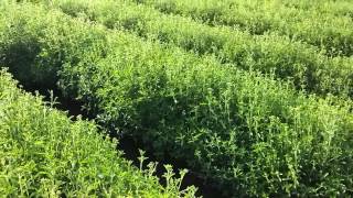 4000 kg Stevia leaves from 1 acre [upl. by Emera]