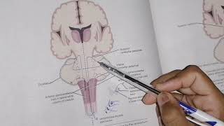 Other ascending tracts part 1 Spinocerebellar tracts  spino tectal pathway  neuroanatomy [upl. by Adnouqal]