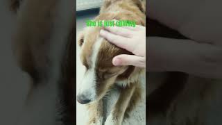 dog husky duet puppy funny [upl. by Ailemac]