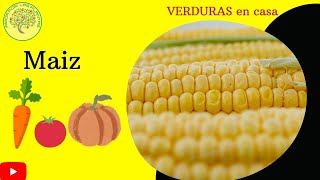 💖 Como GERMINAR dientes de maìz ó ELOTE🌽🌽 Zea mays Tu huerto [upl. by Odelet]