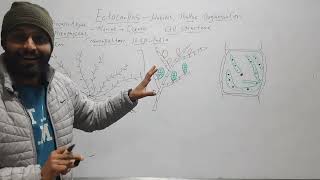 Ectocarpus Habit Thallus Structure Cell Structure [upl. by Esoj491]