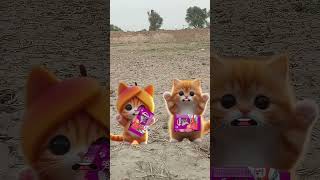 Super man cat and kitten steal whiskas🥲😭cat trendingshorts [upl. by Gallagher213]