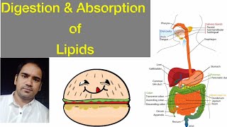 Digestion and Absorption of lipids  Stages of Digestion Micelles ampMixed micelles [upl. by Marlow]