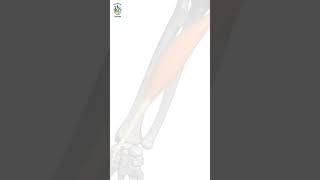 forearm muscle anatomyforearm muscle mnemonicforearm muscles animatonPhysiotherapyTreatments [upl. by Parrish]