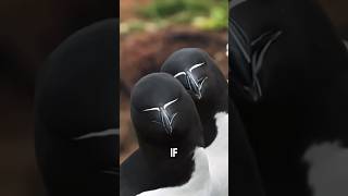 Helmeted seabird😎😎video knowledge animals seabirds shorts [upl. by Hsirrap]