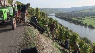 Vineyard Rainer Heil Brauneberg  Germany HD Travel Channel [upl. by Prussian]