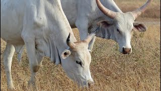 Elevage de vache l’élevage extensif de vache dans le Saloum au Senegal [upl. by Thekla]