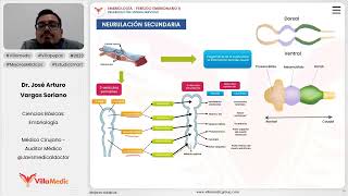 Desarrollo del sistema nervioso  Neurulación secundaria [upl. by Kcirdor]