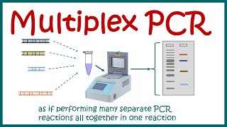 Multiplex PCR [upl. by Karrie]