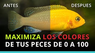 Cómo incrementar la coloración en tus peces de acuario  Acuática [upl. by Tumer]