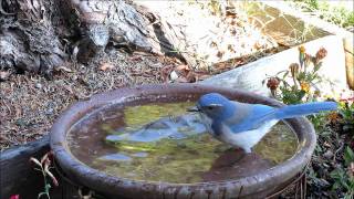 At Birdbath September 2011 Backyard Birdbath watching Project  year round [upl. by Nednerb662]