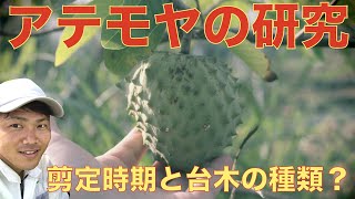 【探究】アテモヤの夏季剪定時期と台木の特徴を学術研究を基に解説！【必見】 [upl. by Katherin]