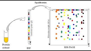 TWO DIMENSIONAL GEL ELECTROPHORESIS [upl. by Kieger499]