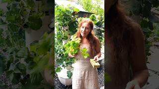 Hydroponicaeroponic seed starting tips for celery Tower Garden [upl. by Novak]