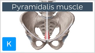 Pyramidalis Muscle Overview and Function Human Anatomy  Kenhub [upl. by Groot]