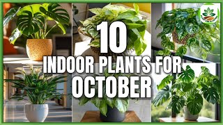 Top 10 Indoor Plants for October  Indoor Plants to grow in October  Plant and Planting [upl. by Lexine]