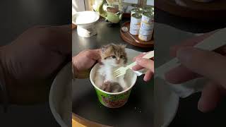 Cat in a Cup The Cutest Spoon Roll Ever cats funnycats catshorts [upl. by Ellatsirhc]