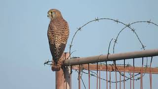 Common Kestrel Falco tinnunculus Landtong Rozenburg ZH the Netherlands 4 Nov 2024 23 [upl. by Skiest]