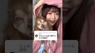 犬の17歳って人間でいうと何歳？？ tiktok shorts [upl. by Eelam]