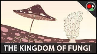 An Introduction to the Kingdom Fungi  Retro Mushroom week 7 [upl. by Suryt618]