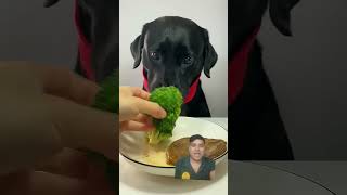 I haven’t eaten steak for a long time cute pet debut plan Labrador Oh my god it’s so fragrant silly [upl. by Alitha]