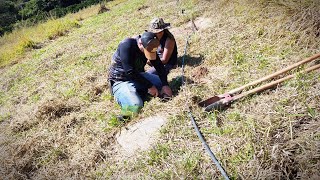 Plantação de mamão entremeio outras frutíferas para o maior aproveitamento da terra [upl. by Ashlie]