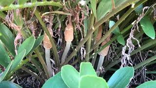 Cycad Collection in Bromeliad Garden with Bamboo [upl. by Otrepur418]