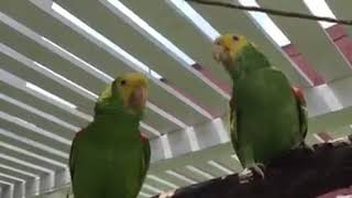 LOROS LIBRES CANTANDO  SIN JAULA [upl. by Dilisio369]