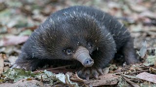 First spiny anteater puggle hatched at Safari Park [upl. by Chappelka]