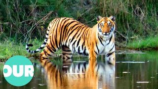 This Is The Majestic Tiger Of Nepal  Our World [upl. by Yllen]