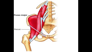 Two Minutes of Anatomy Hip Flexors [upl. by Enyawal893]