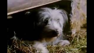 A loving dog waits for his owner by his Grave stone STONE [upl. by Uria170]