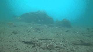 Juvenile Midas cichlids in Laguna de Apoyo Nicaragua [upl. by Notelrac484]