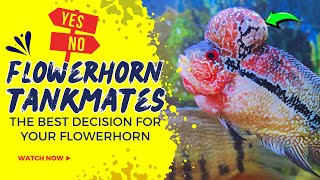 Flowerhorn Tankmate Guide  Should You Keep Tankmates or Not [upl. by Aveer401]