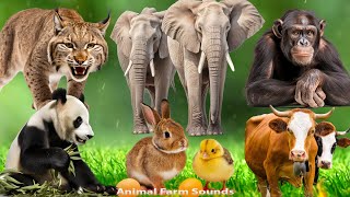 Farm Animal Sounds Elephant Lynx Chimpamzee Panda Rabbit Cow  Animal sounds [upl. by Zap]