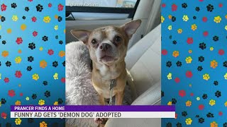 Prancer the demonic Chihuahua finds his forever home [upl. by Conias804]