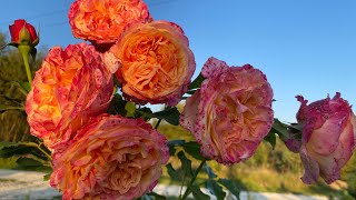 Prominent roses blooming in Ukraine late Sep 24 Kordes Delbard Tantau etc Bright so fragrant [upl. by Gothart]