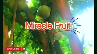 THE MIRACLE FRUIT  CALABASH FRUIT JUICE [upl. by Phenice]