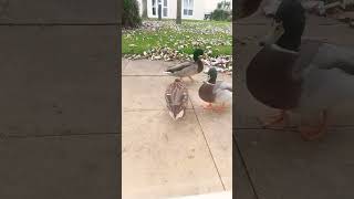 The ducks beautiful creatures [upl. by Yadahs447]