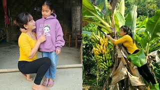 Harvesting Bananas to Sell at the Market  Using Beer Cans to Decorate the Kitchen [upl. by Giarla16]