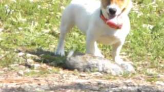 Jack Russell Terrier cazando cobrando conejo sólo 4 meses y medio [upl. by Nolur]