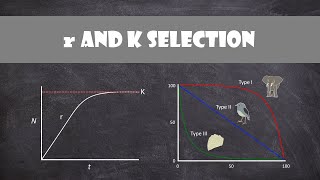 r and K selection  Ecology [upl. by Nonie]