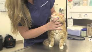 Acute Food Allergies in Cats  General Cat Health [upl. by Nehpets]