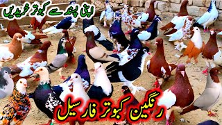 Rangeen Kabootar ForSale  Khal Peshori Shrazi Pigeons  Lambi Pati Wala Rangeen Kabootar pigeon [upl. by Nahshunn]